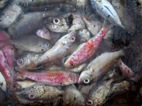 Details of sea fish caught by fishermen from the north coast of Java, Indonesia, which have just been removed from the ship's cold storage.