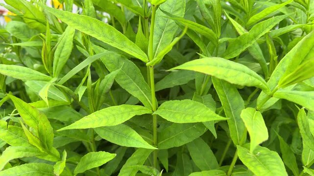 Top view of dense vibrant green plant foliage with lanceolate leaves growing inside summer garden b-roll.