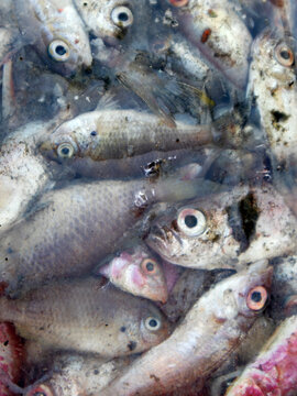 Details of sea fish caught by fishermen from the north coast of Java, Indonesia, which have just been removed from the ship's cold storage.