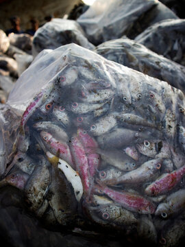 Details of sea fish caught by fishermen from the north coast of Java, Indonesia, which have just been removed from the ship's cold storage.