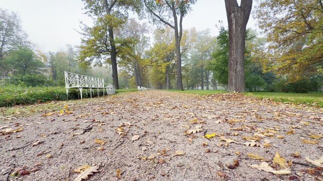 A white bench sits beside a leaf-covered path in Catherine Park, Pushkin, Saint Petersburg. Soft mist lingers among autumn trees, creating a quiet and nostalgic feeling.