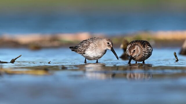 Pair Of Dunlins On A Sunny Day In The Pond