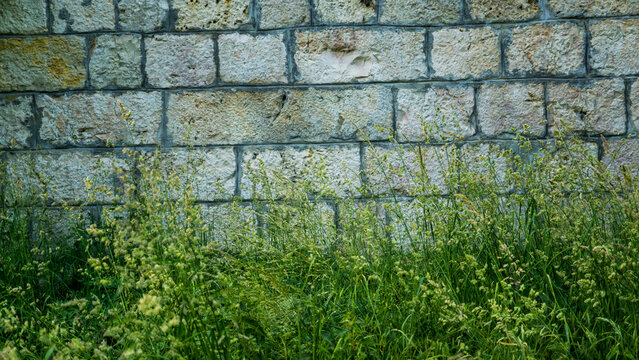 Wildes Gras vor alter Kalksteinmauer der Festung Ulm im Sommer