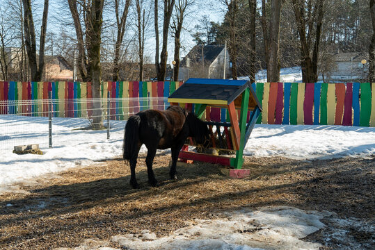 A horse is standing in a snowy landscape, happily munching on hay from a vibrant and colorful feeder nearby