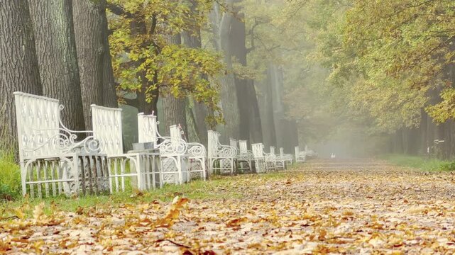 White benches line a leaf-covered path in Catherine Park, Pushkin, Saint Petersburg. Soft mist drifts through autumn trees, creating a peaceful and nostalgic feeling.