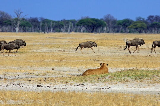 Lion on the hunt.  A small herd of wildebeest running across the African Plains with a Lion crouched down in the foreground getting ready to pounce. Hwange National Park, Zimbabwe