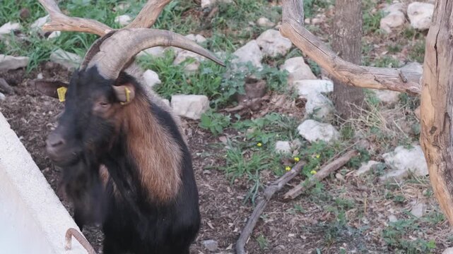 Goat cheese and dairy farm ad, brown billy goat with big horns on rural farm near bushes. Goat cheese brand and farm animals, goat walks out from bushes and looks straight at camera