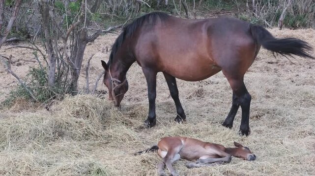 Motherhood and new life for nature films and farm ads, bay mare grazing dry hay on rural pasture with newborn foal lying beside her. Motherhood in nature, foal sleeps while mare eats