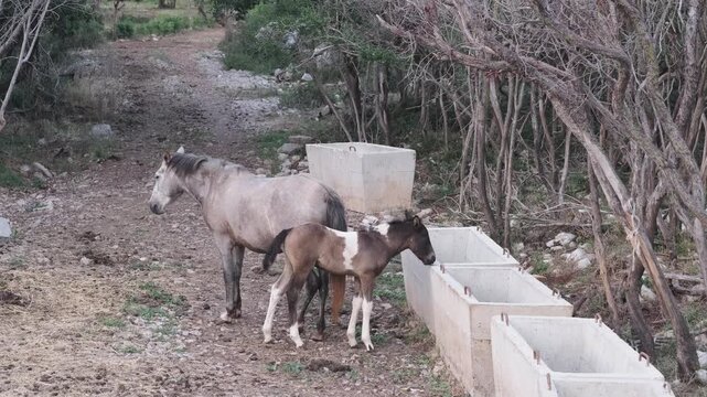 Farm animal care and watering for agriculture ads, grey mare and pinto foal by concrete trough with water on rural pasture among bare trees. Watering horses, mare and foal drink water