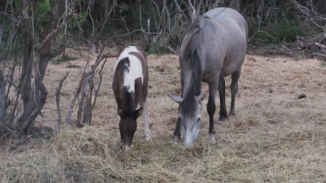 Equestrian farm and horse breeding ads, pinto foal and grey mare graze dry hay side by side on rural pasture among bare trees, front view. Equestrian life, mare and foal graze calmly together