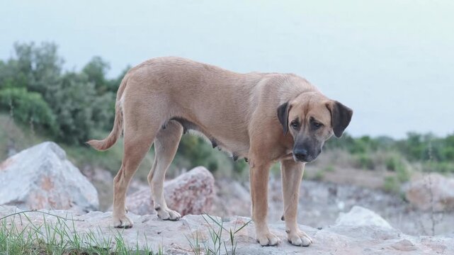 Animal rescue and pet adoption ad, ginger stray dog on white rocks among green bushes, side view. Rescue of homeless dogs and animal shelter, stray dog stands still and looks around