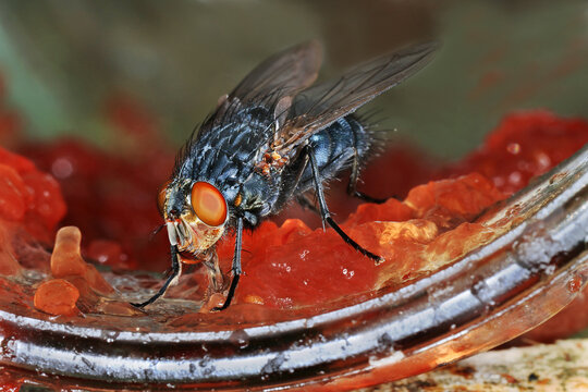 Blaue Fleischfliege, Calliphora vicina , im Konfit&uuml;renglas saugend. Mit metallisch blauem Glanz. Sie werden stark von s&uuml;&szlig;en Lebensmitteln wie Marmelade angezogen. 
Eiablage findet dort statt.