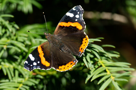 Red admiral butterfly (Vanessa Atalanta) sitting on a tree branch in Zurich, Switzerland