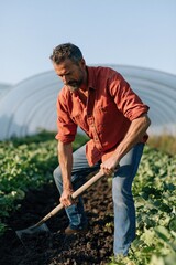 Fototapeta premium Male farmer digging soil in greenhouse vegetable row for agricultural background and farmwork poster