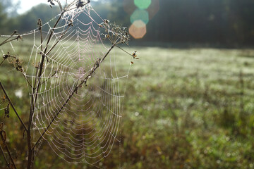 Fototapeta premium Autumn spider web with drops of morning dew on plants, atmospheric landscape at sunrise. Macro photography.