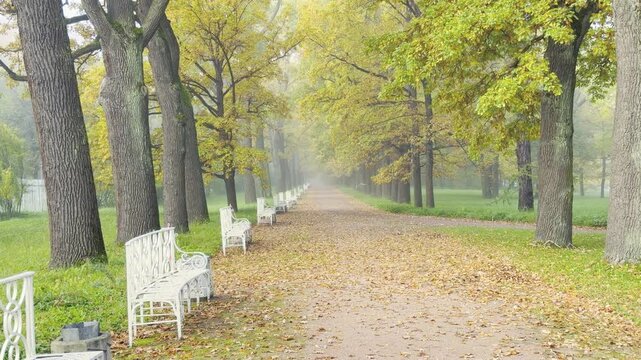 White benches sit along a misty autumn path. Golden leaves fall softly under tall trees. Catherine Park in Pushkin, Saint Petersburg, feels peaceful and serene.