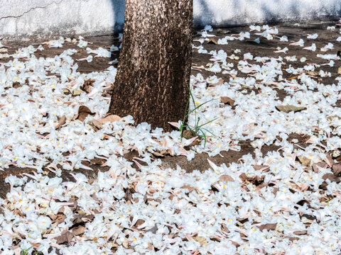 Fallen white ipe tree flowers covering the ground around trunk. Beautiful natural background showing a carpet of fallen white trumpet flowers from a Tabebuia roseo-alba tree 