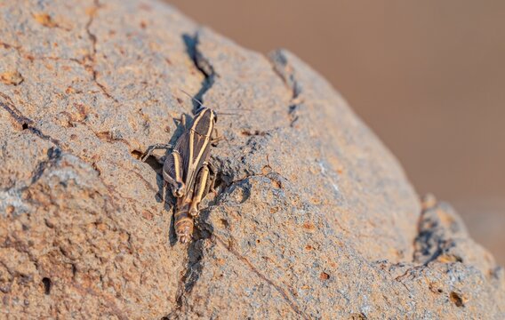 Italian locust (Calliptamus italicus) or Barbary grasshopper (Calliptamus barbarus) resting on a basalt rock in Karacadağ, Diyarbakır, Turkey.