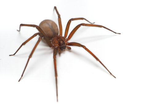 Closeup picture of the Chilean recluse spider Loxosceles laeta (Araneae: Sicariidae), a medically important spider with cytotoxic venom photographed on white background.