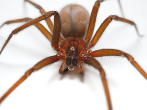 Closeup picture of the Chilean recluse spider Loxosceles laeta (Araneae: Sicariidae), a medically important spider with cytotoxic venom photographed on white background.