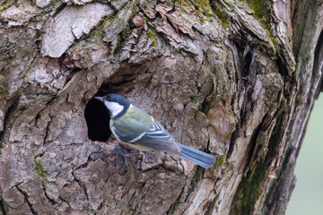 A great tit is perched on a tree trunk near its nest. © Shchipkova Elena