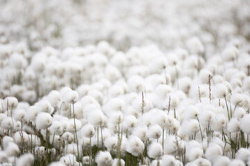 Blooming Eriophorum in the tundra close-up © Shchipkova Elena