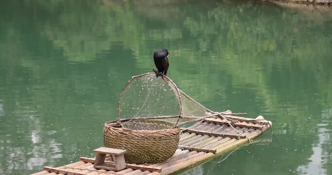 Traditional Cormorant Fishing on a Bamboo Raft in China