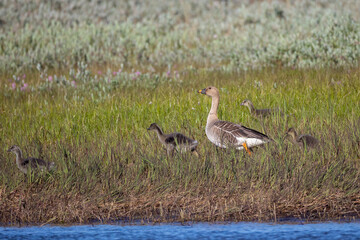 A family of Taiga bean geese with their goslings walks along a riverbank. Yakutia, Russia © Shchipkova Elena