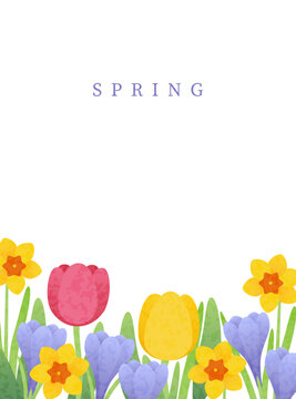 Tulips, daffodils, and crocuses on a white background a vector spring illustration.
