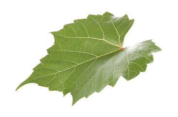Naklejka premium One green grape leaf isolated on white