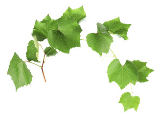Naklejka premium Grape branch with leaves isolated on white