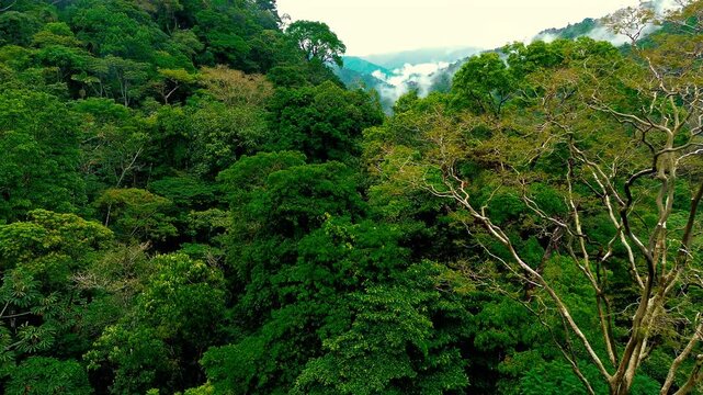 Aerial drone footage shows dense, layered tropical rainforest canopy in Ecuador&rsquo;s Oriente region, with varied green foliage and a prominent palm among the trees. Sunlit leaves stand out against darker