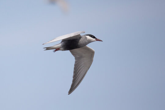 Arctic terns in flight on a blue background