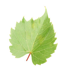 Naklejka premium Fresh green grape leaf isolated on white