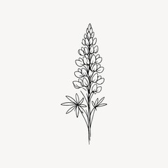 Fototapeta premium Simple black line drawing of a lupine flower on a white background.
