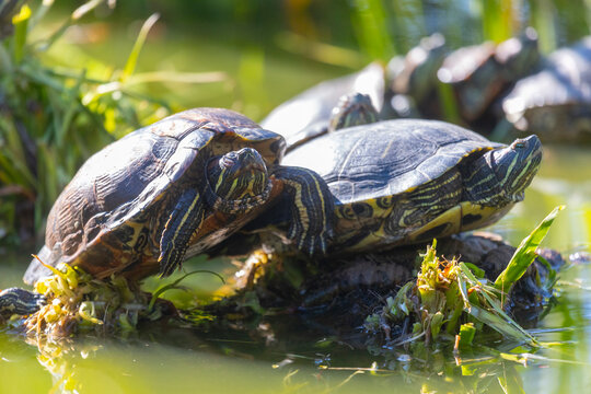 Red-eared slider turtle basks in the sun by a pond