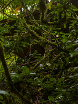 Mossy tree limbs and rhododendron leaves partially concealing a wooden structure in the woods