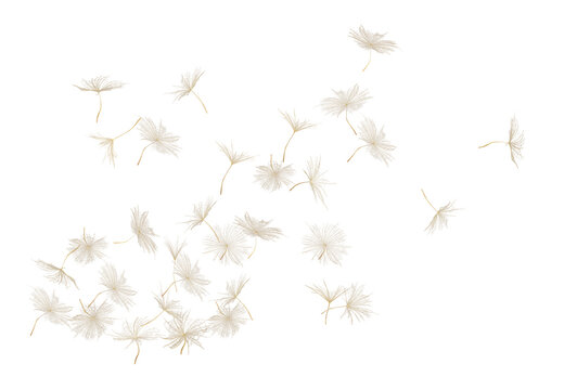 Dandelion seeds flying in air against transparent background