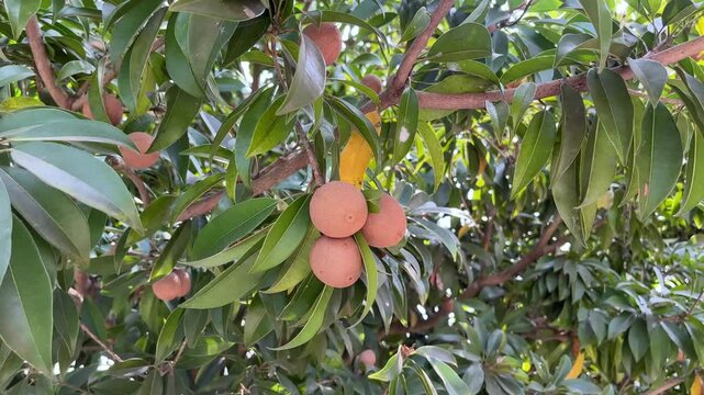 Cluster of Fresh Chikoo Sapodilla Fruits Hanging on Tree