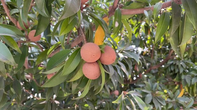 Bunch of Ripe Chikoo Sapodilla Fruits Growing on Tree Branch, known as sweet indian fruit