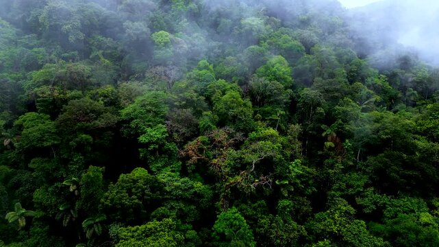 Aerial drone footage shows a dense tropical rainforest canopy in Ecuador&rsquo;s Oriente region, with layers of deep green treetops filling the frame. Pale mist hangs above and among the forest crowns, addi