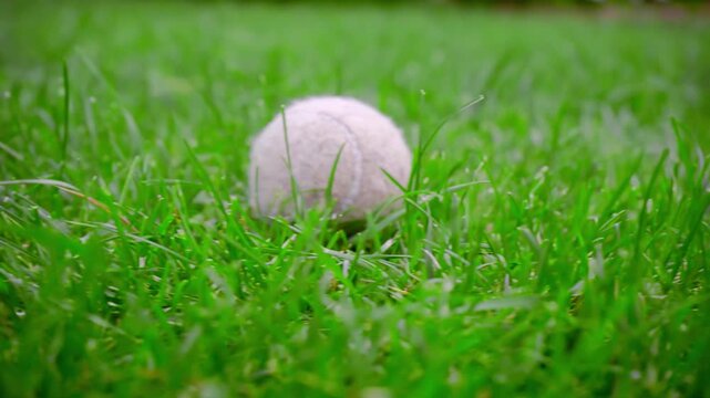 Fetch ball lying green lawn closeup. Worn tennis toy grass handheld low angle.