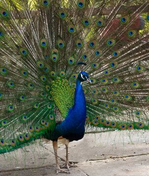 bright Beautiful peacock displaying feathers. Peafowl portrait in close up. Peacock tail background. Exotic feathers texture. Exotic bird. Vibrant wildlife peacock. colorful feathers. Peacock plumage