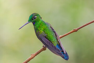 Fototapeta premium Detailed picture of the Green-crowned Brilliant hummingbird