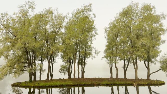 Tall trees stand gracefully on a small island, reflecting in calm water. Thick fog creates a serene, dreamy mood in Catherine Park, Pushkin, Saint Petersburg.