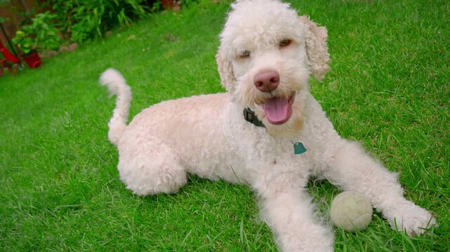 Pet poodle mix resting green lawn tennis ball. Happy doggy wagging tail garden.
