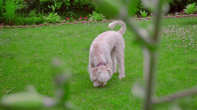 Pet dog sniffing grass backyard garden. Doodle exploring lawn through branches.