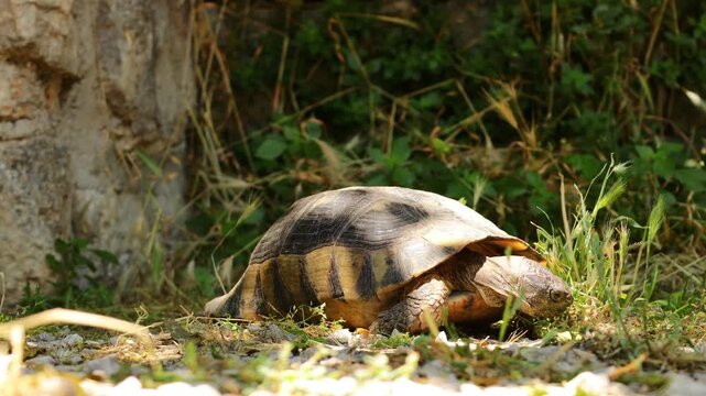 Ground turtle moving slowly across natural terrain, surrounded by dry soil, grass, stones, and low vegetation. Detailed footage highlights the reptile&rsquo;s textured shell