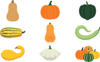 Autumn squash and pumpkin vector set featuring butternut acorn pattypan delicata and crookneck varieties for thanksgiving halloween and fall harvest design templates © MstMahimuna
