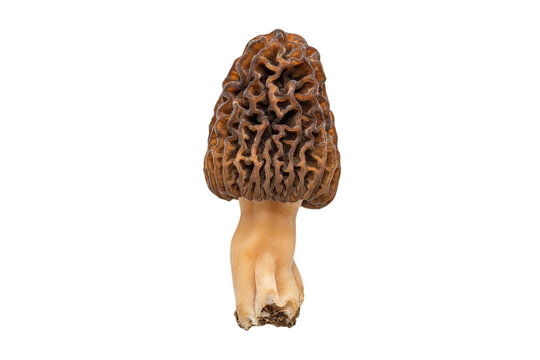 Single fresh morel mushroom isolated on transparent background for